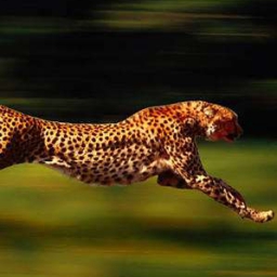 Cheetah84 