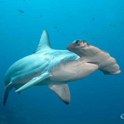 Hammerhead 