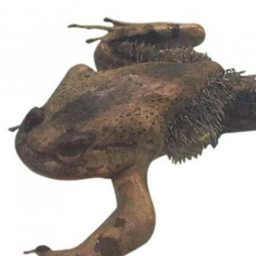 Gwalchmai 