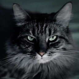 Catgod 