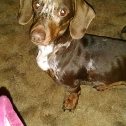 Astro 
