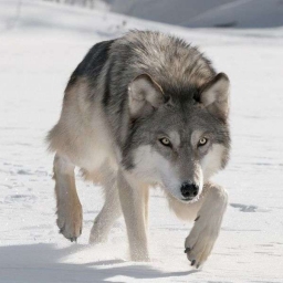Lone Wolf 