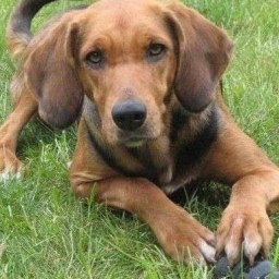 Hound Dawg 