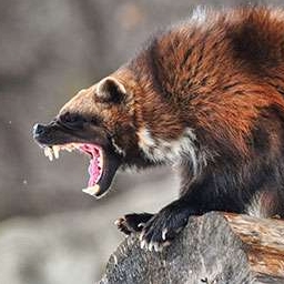 Wolverine 