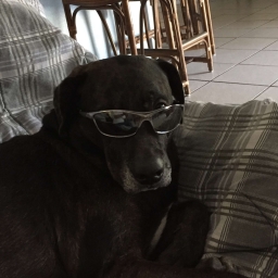 Kool Dog 