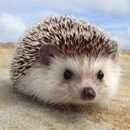 WI_Hedgehog 