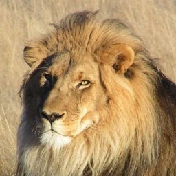 LionOnTheLoose 