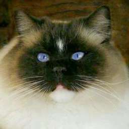TheGreatSiamese 