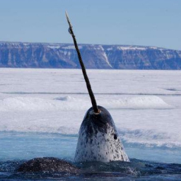 Narwhal 