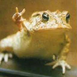 Toad 