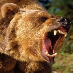 JBear 